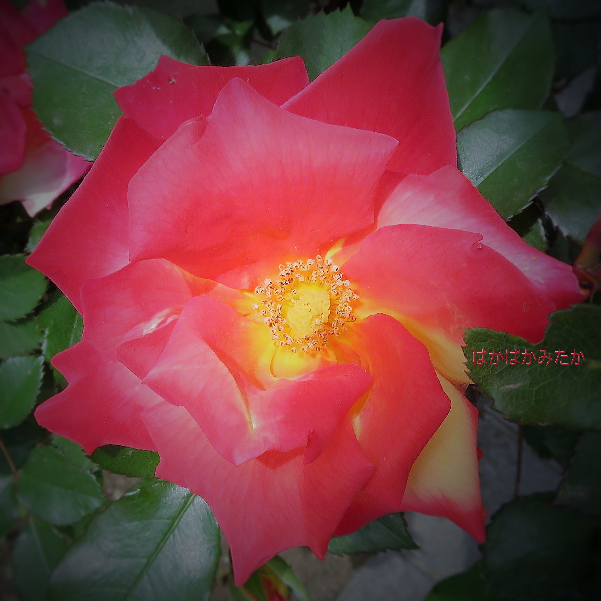 flower02