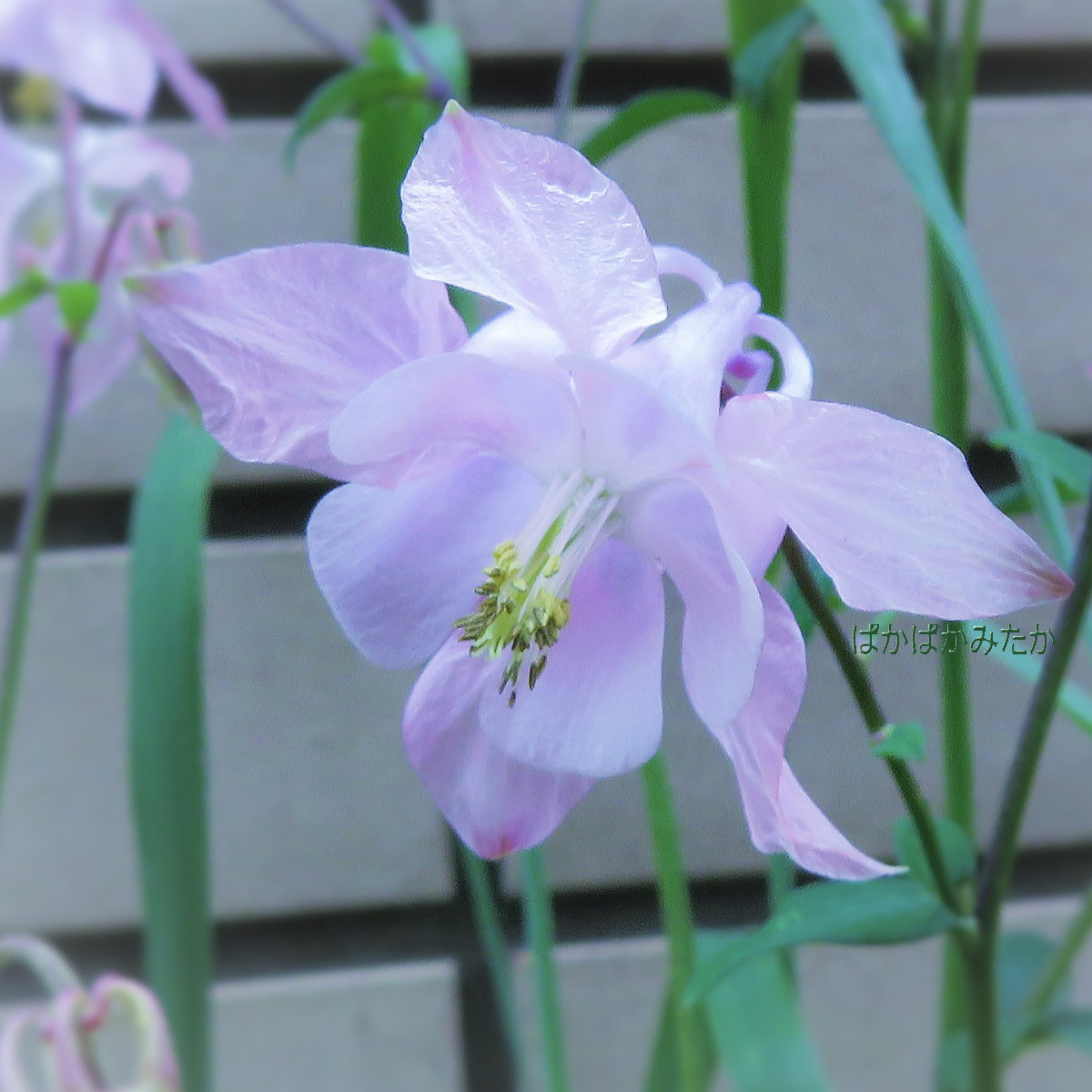 flower03