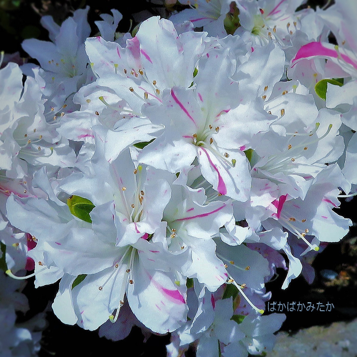 flower04