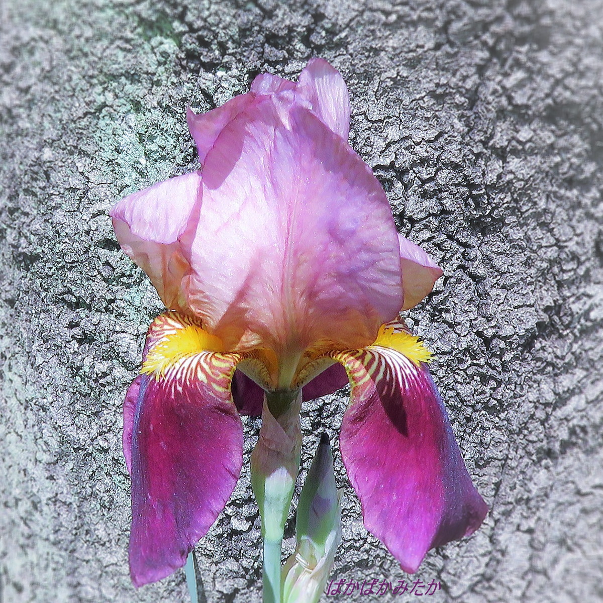 flower05