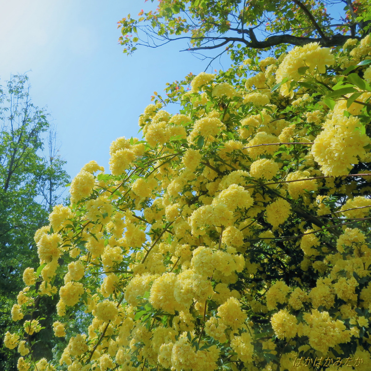 flower06