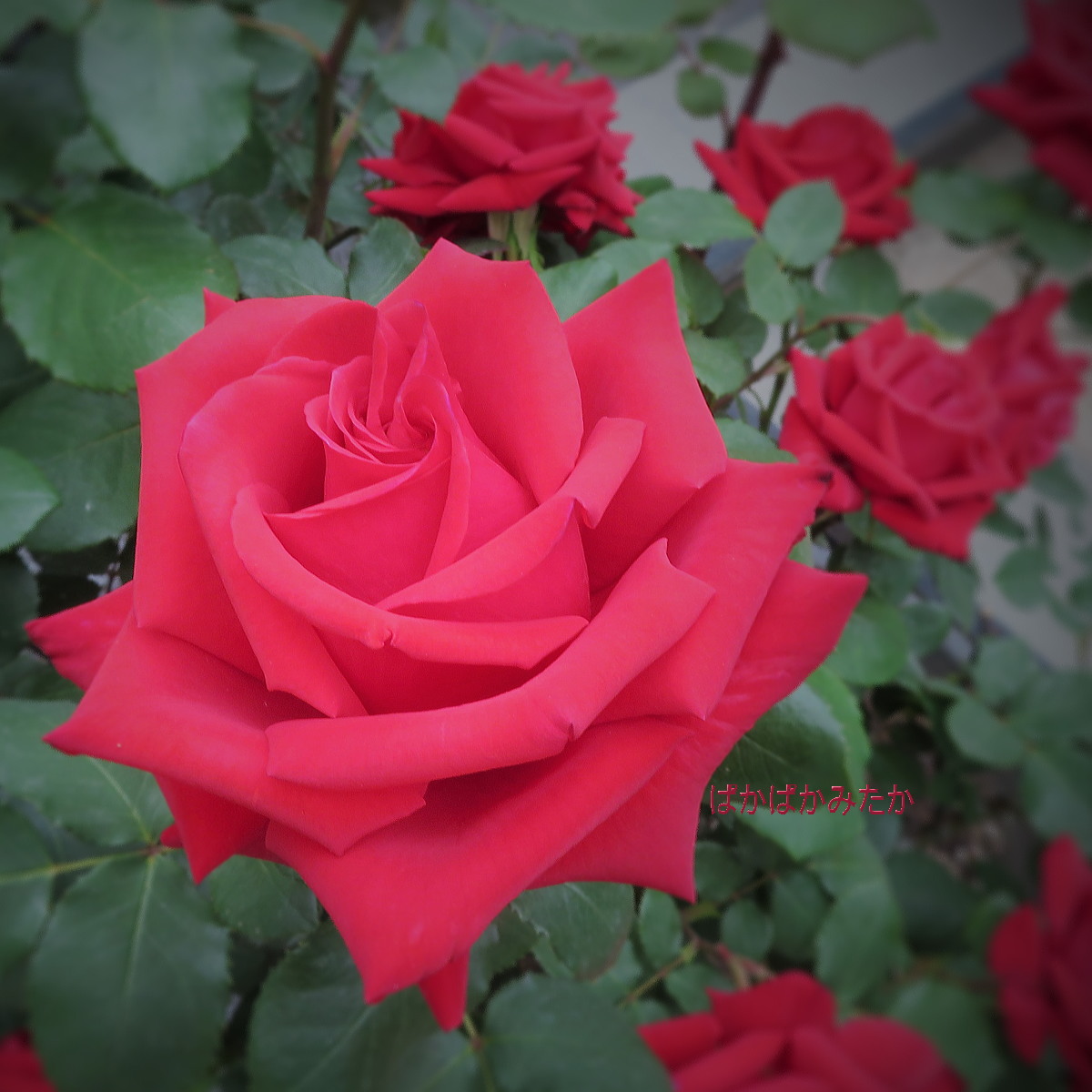 flower07