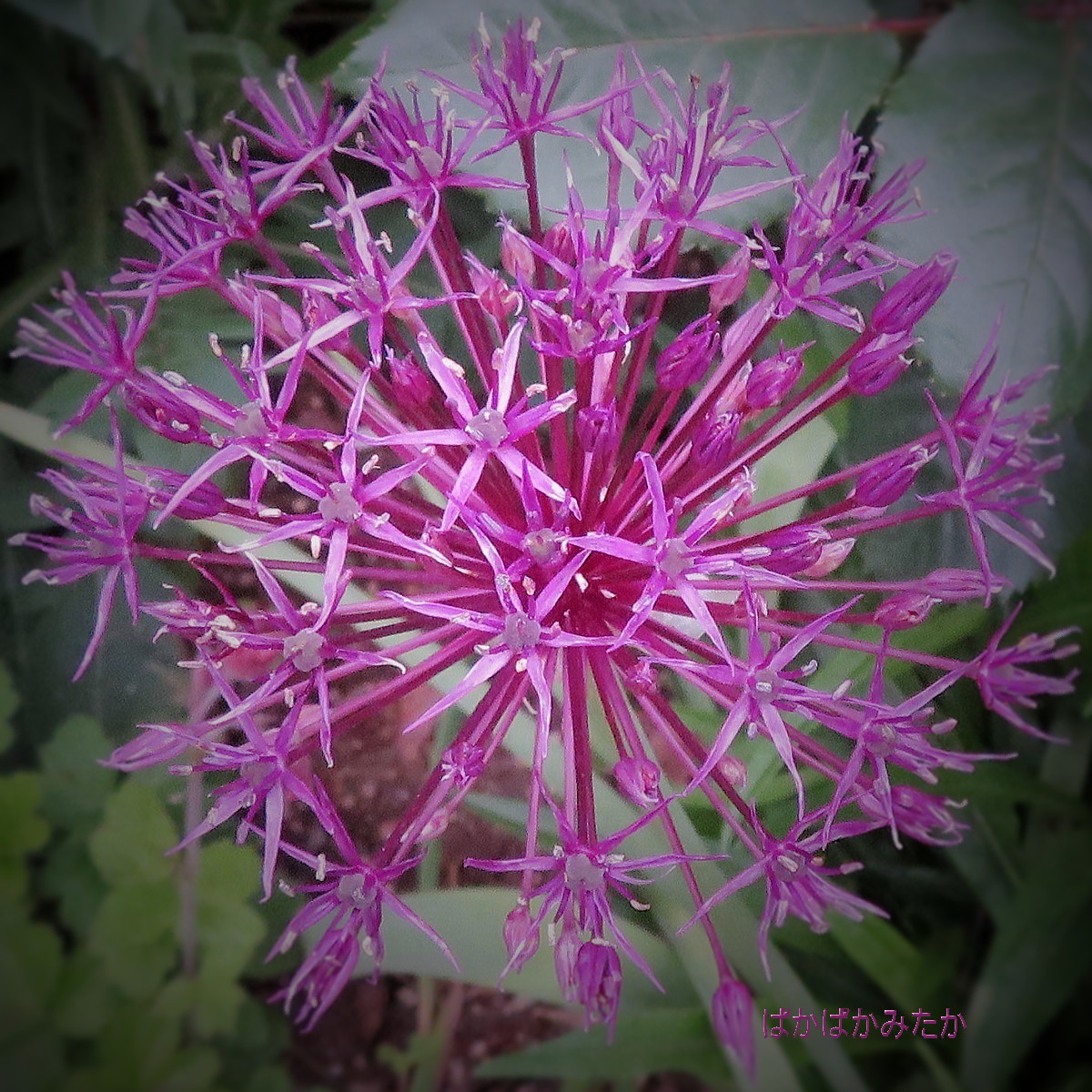 flower08