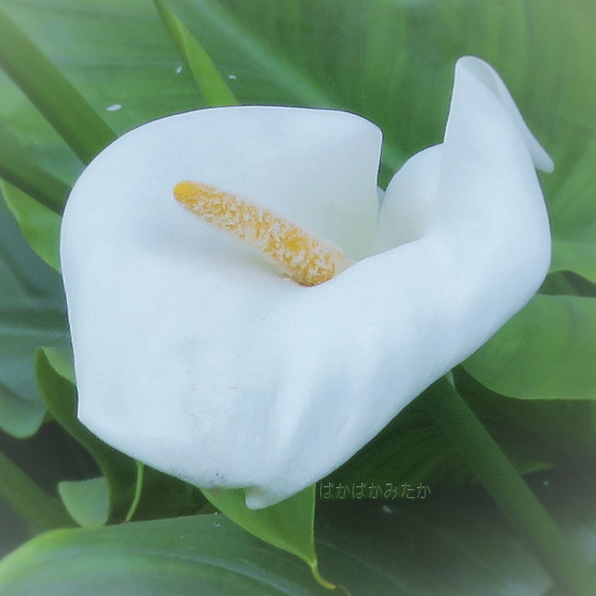 flower09