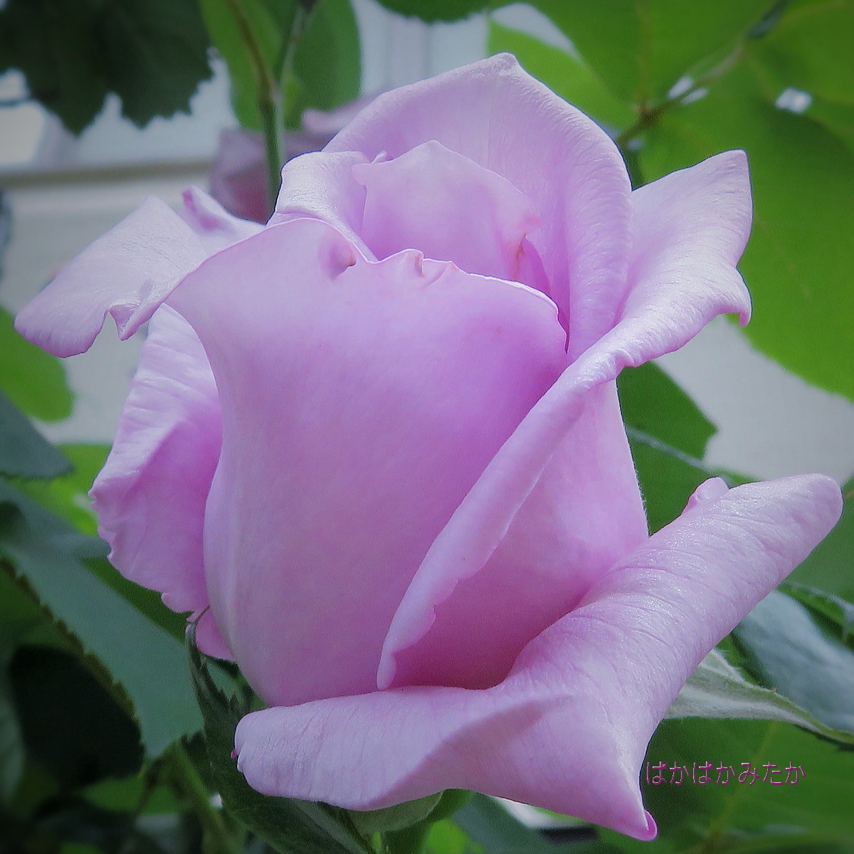 flower10
