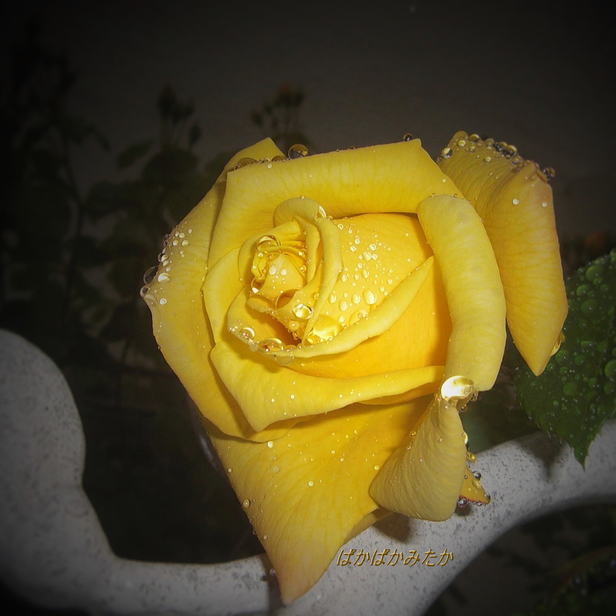 flower11