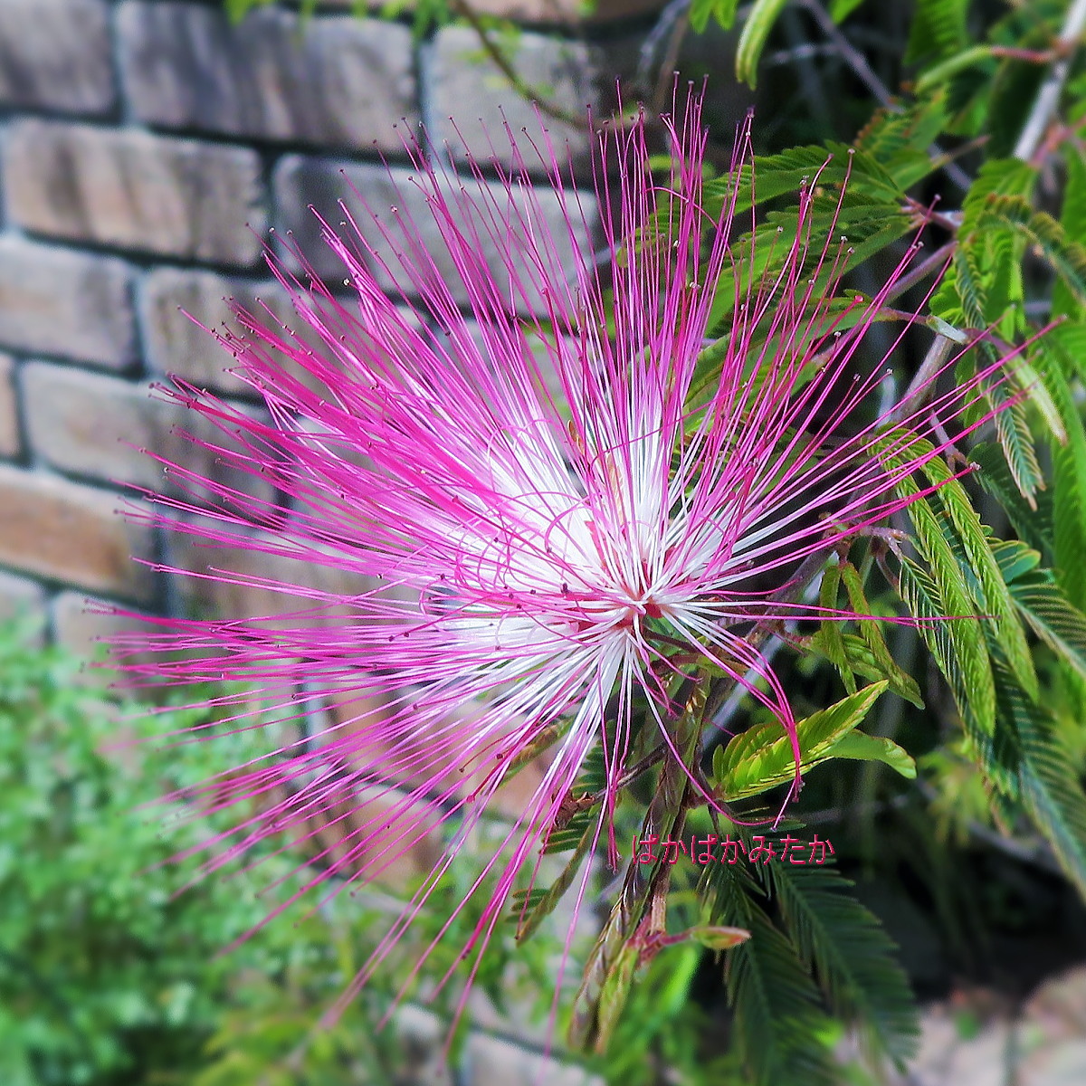 flower12