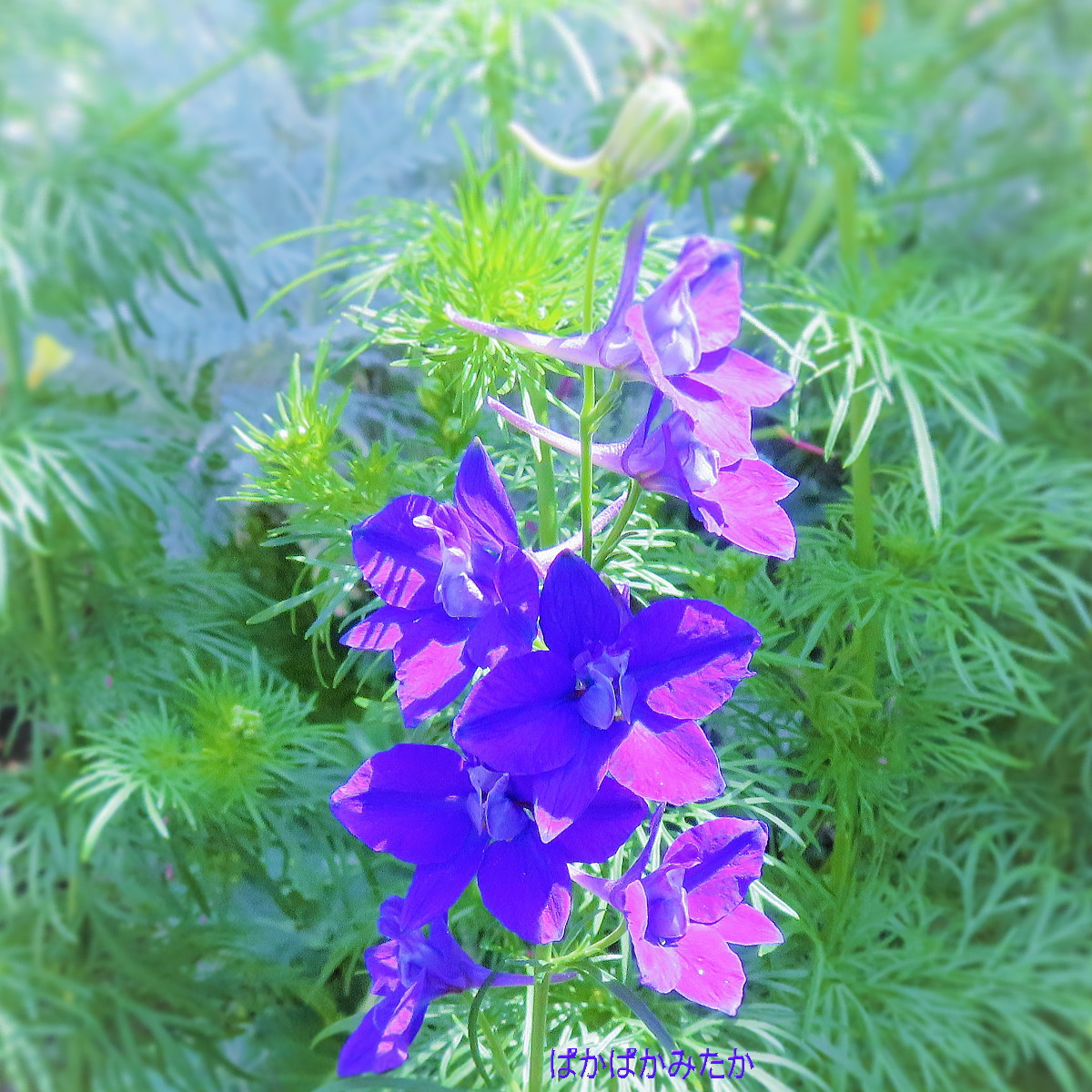 flower14