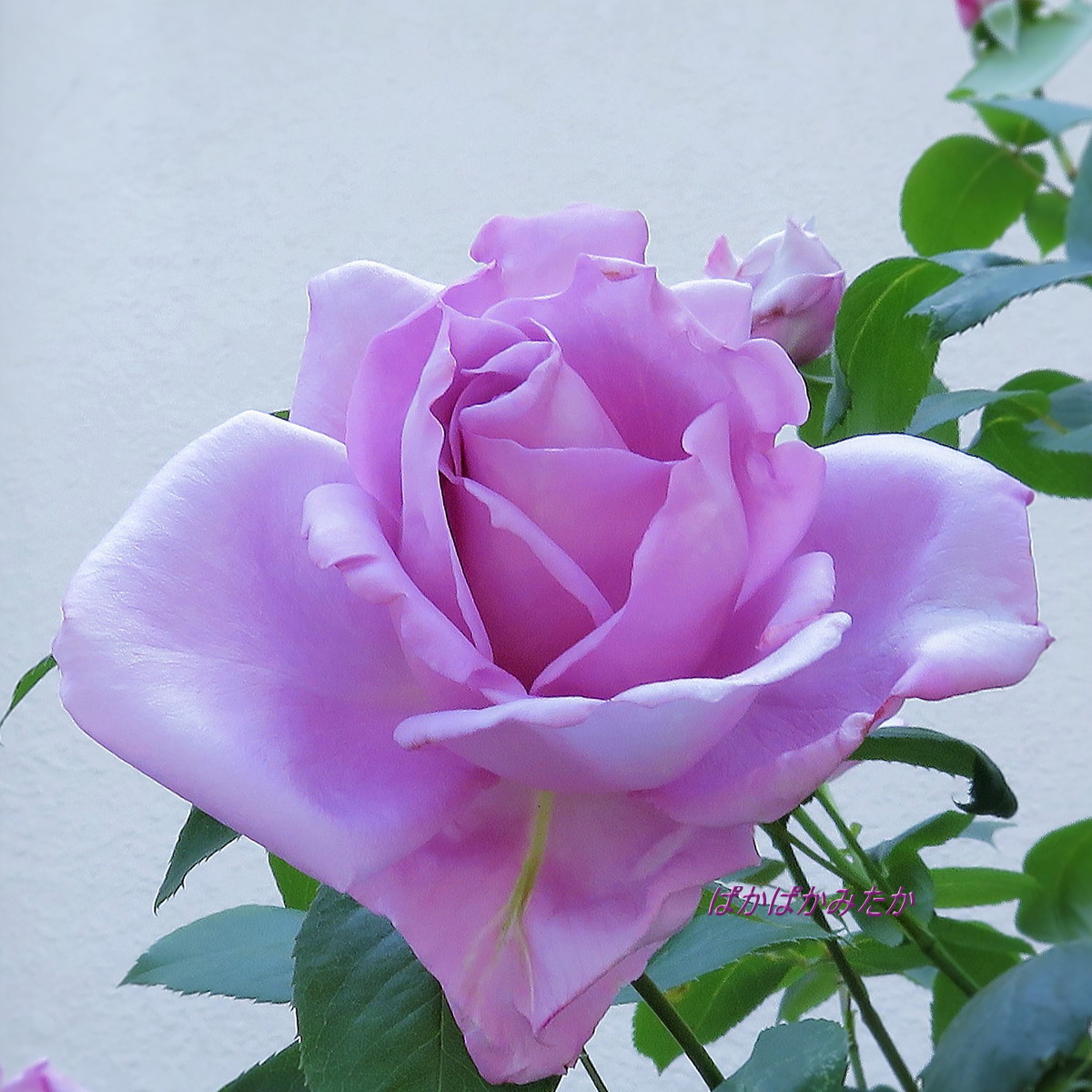 flower15