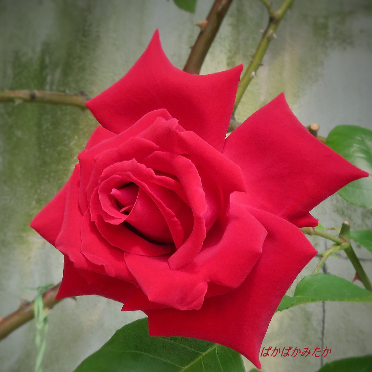 flower16