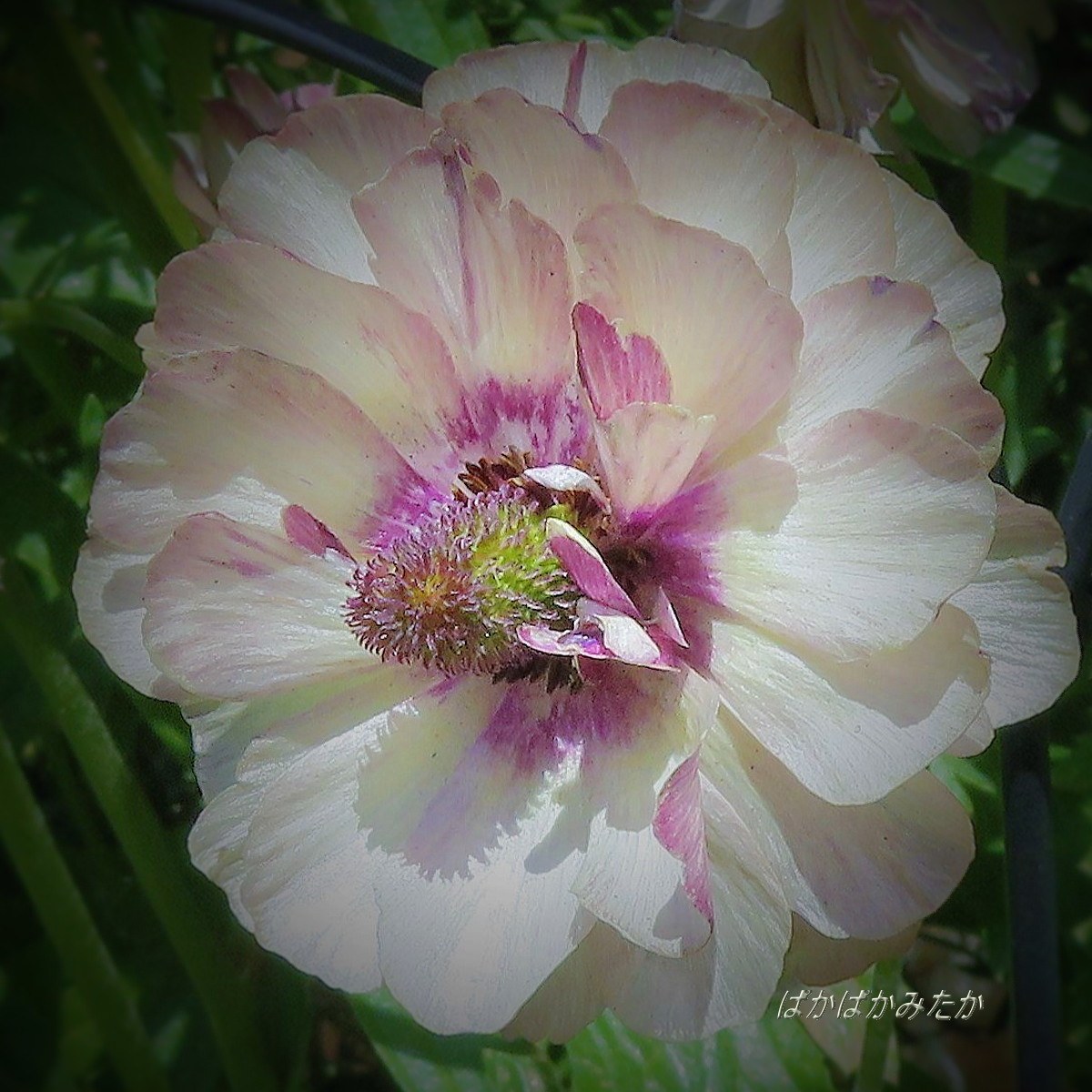 flower17