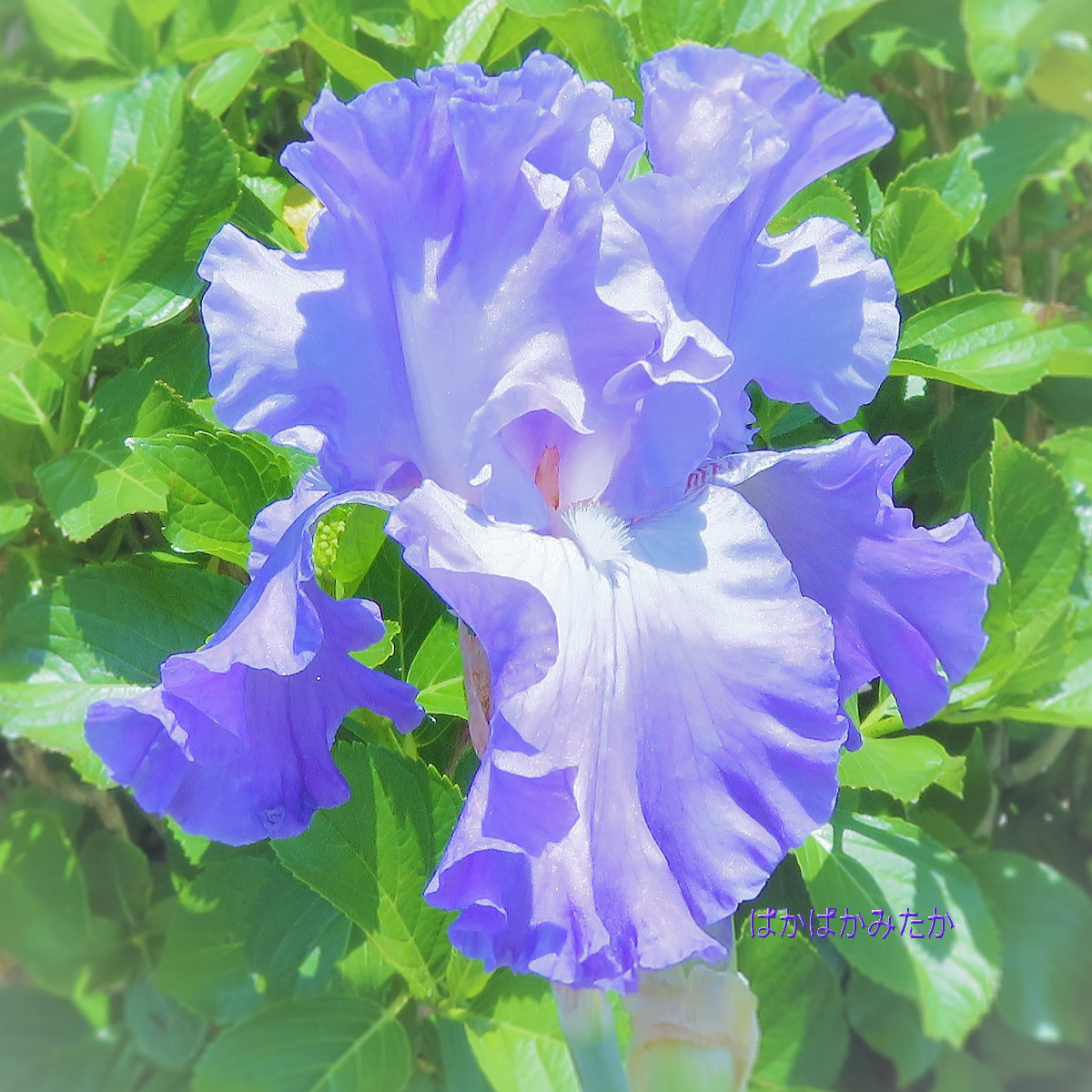 flower19