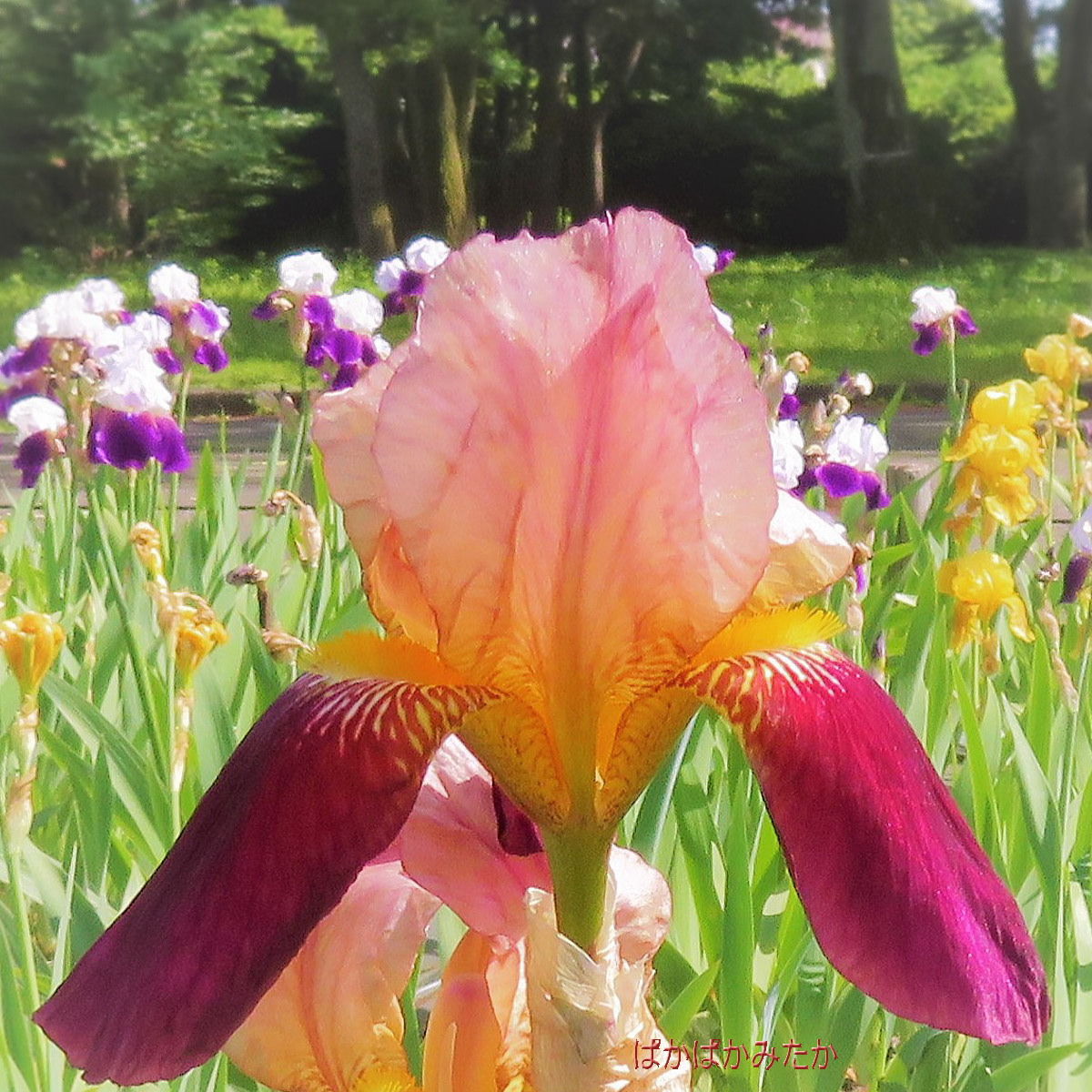 flower20