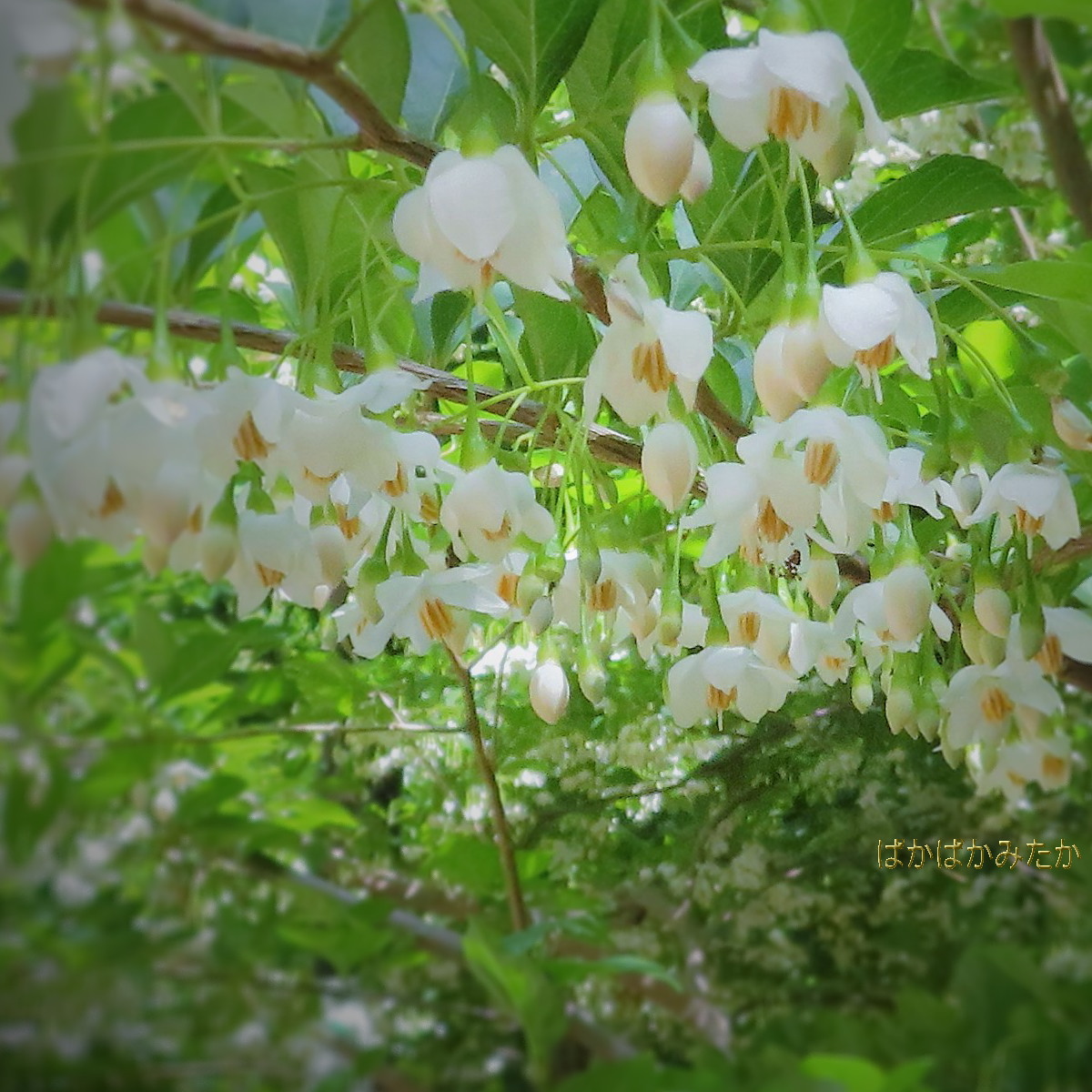 flower21