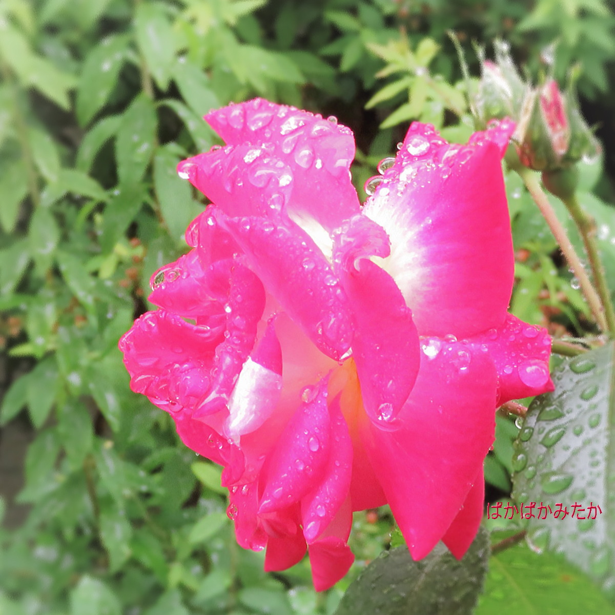 flower22