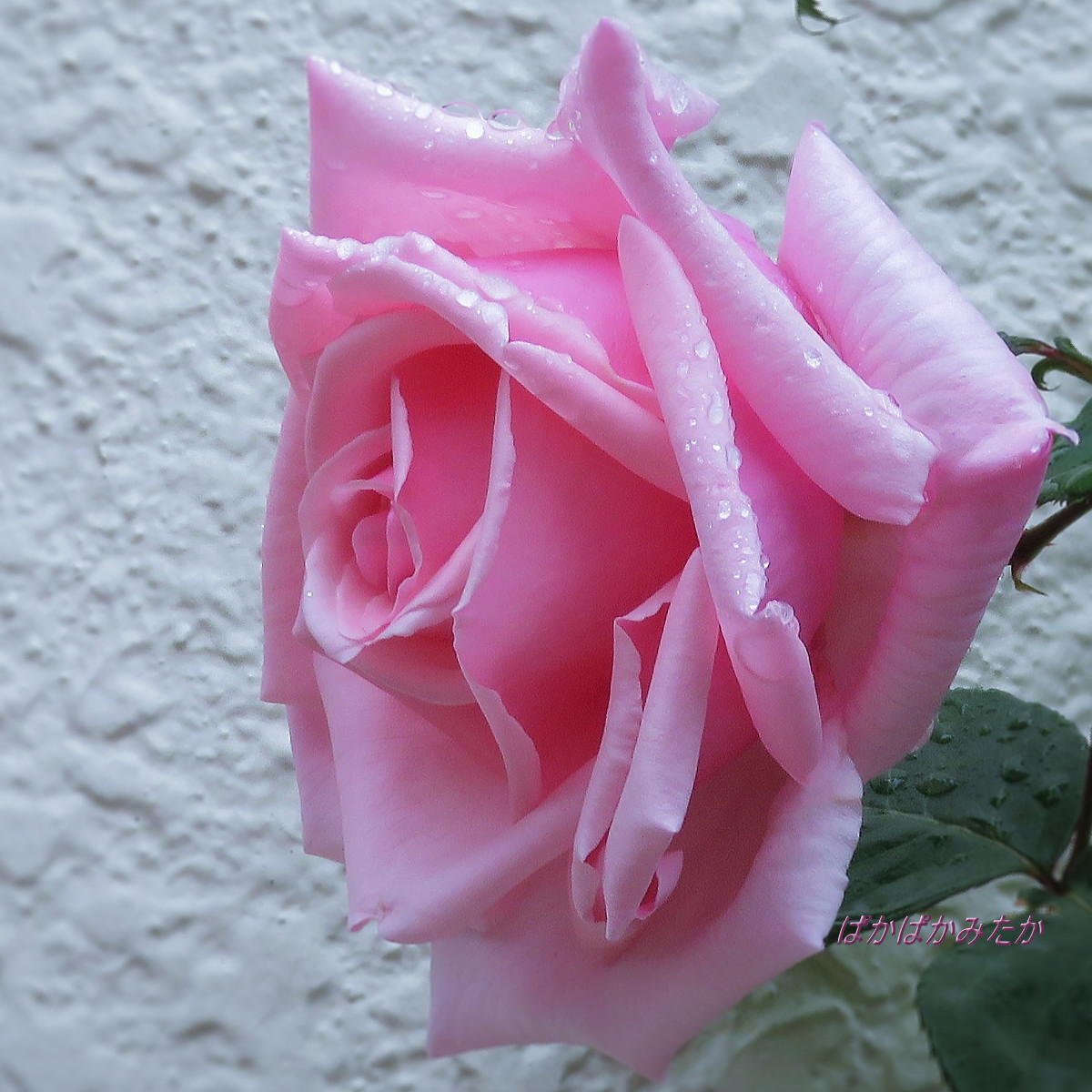 flower23