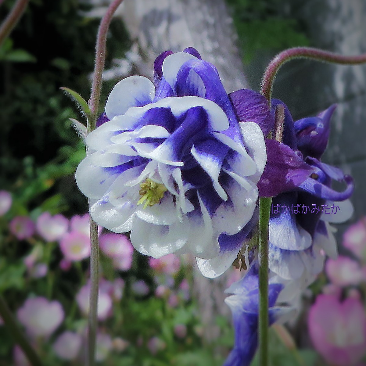flower25
