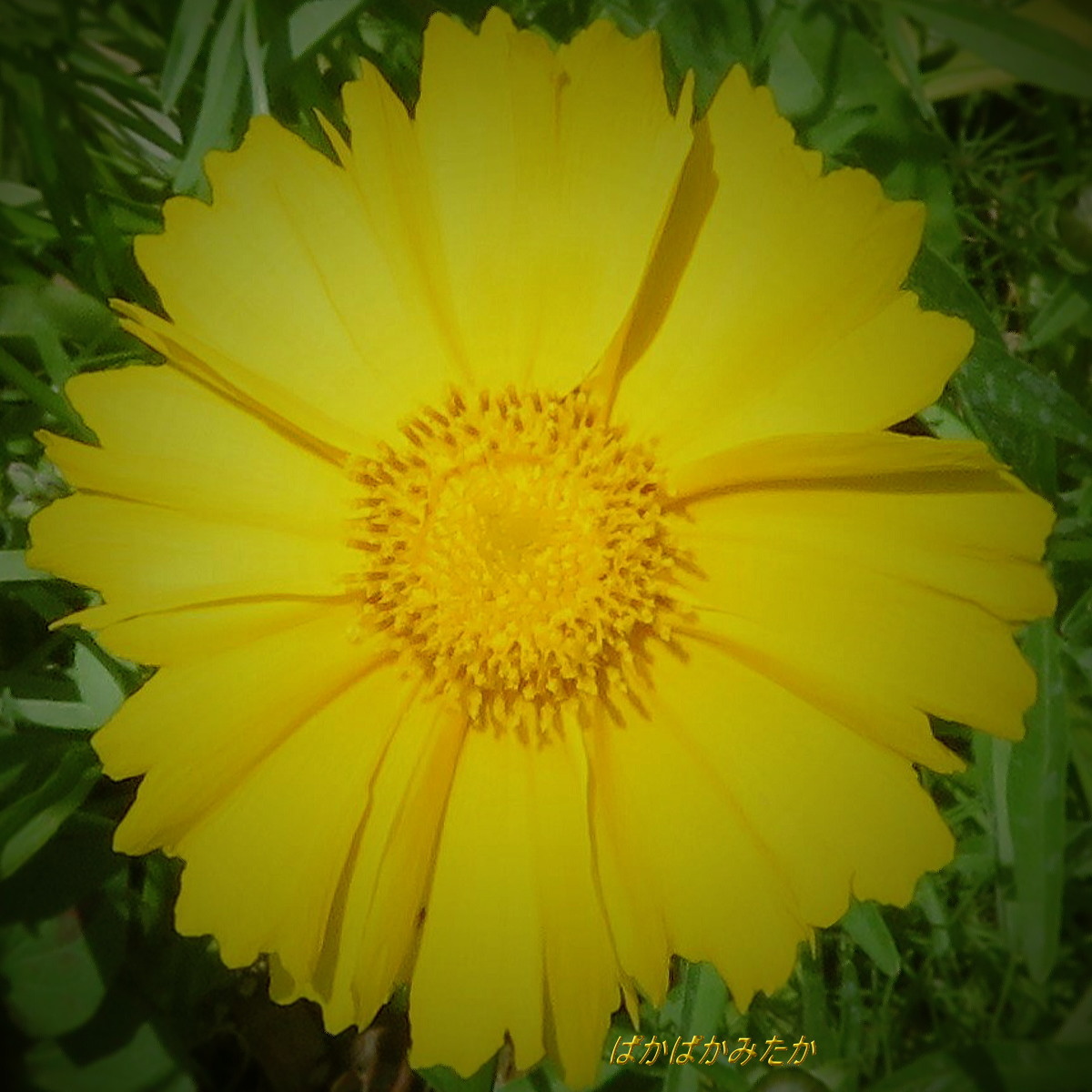 flower26