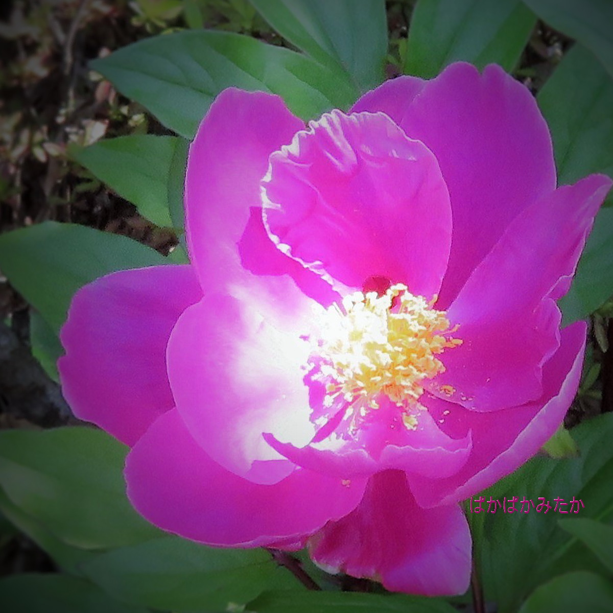 flower27