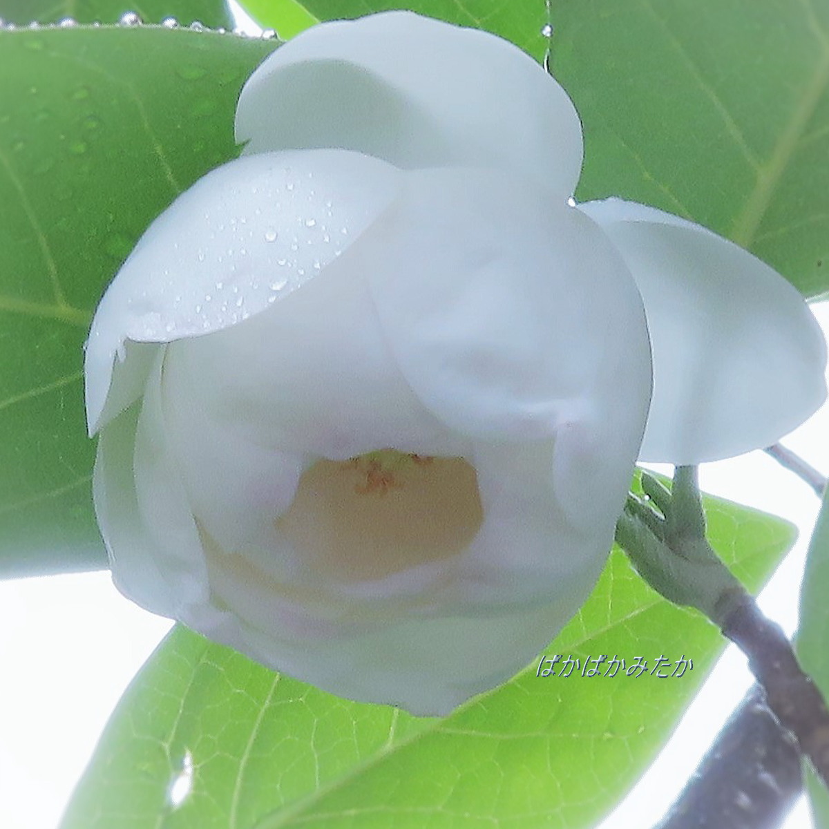 flower28