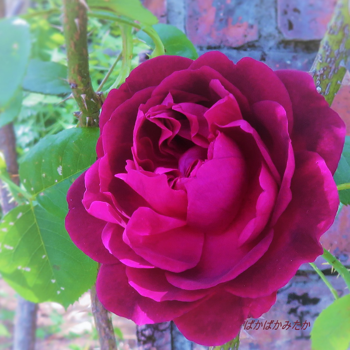 flower29
