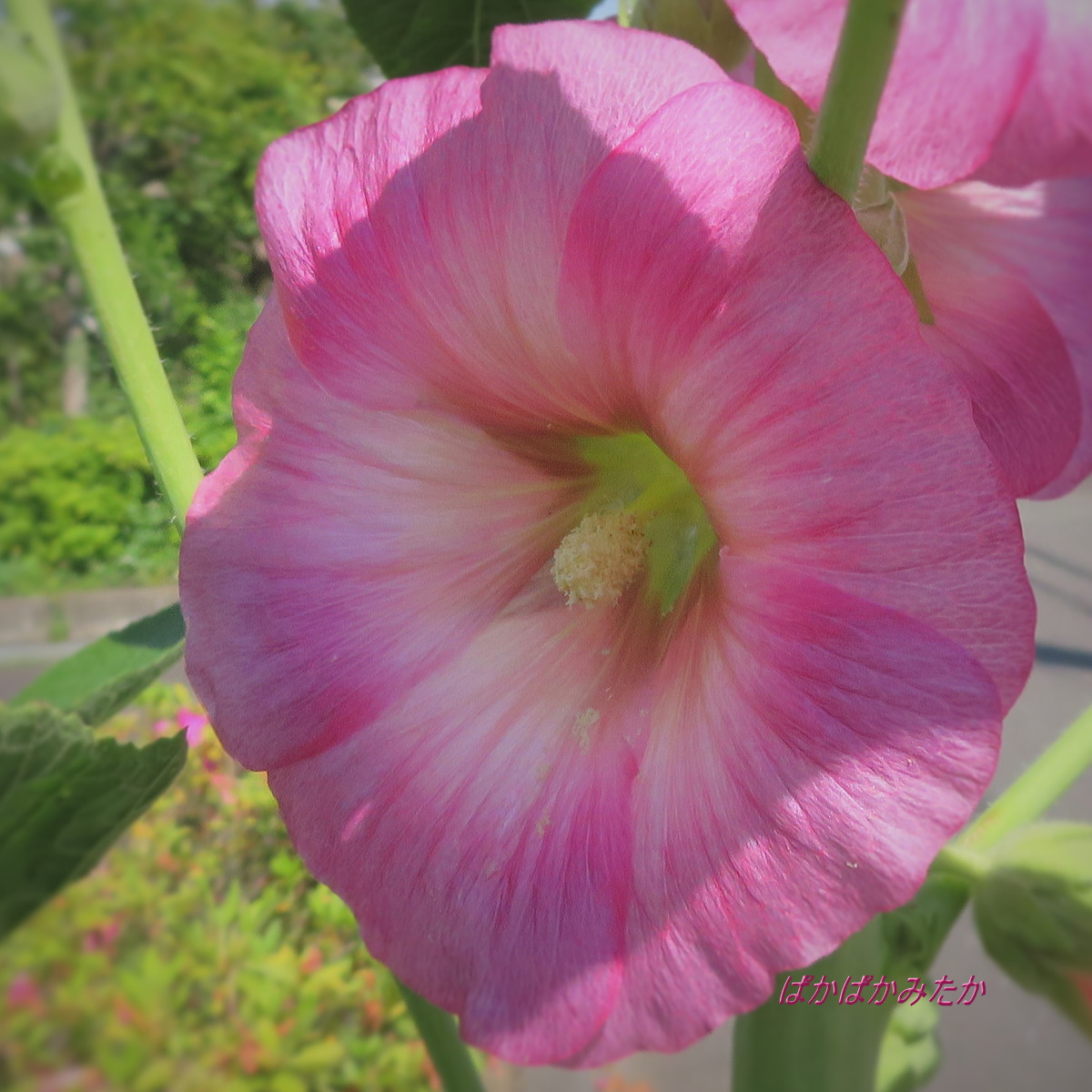 flower30