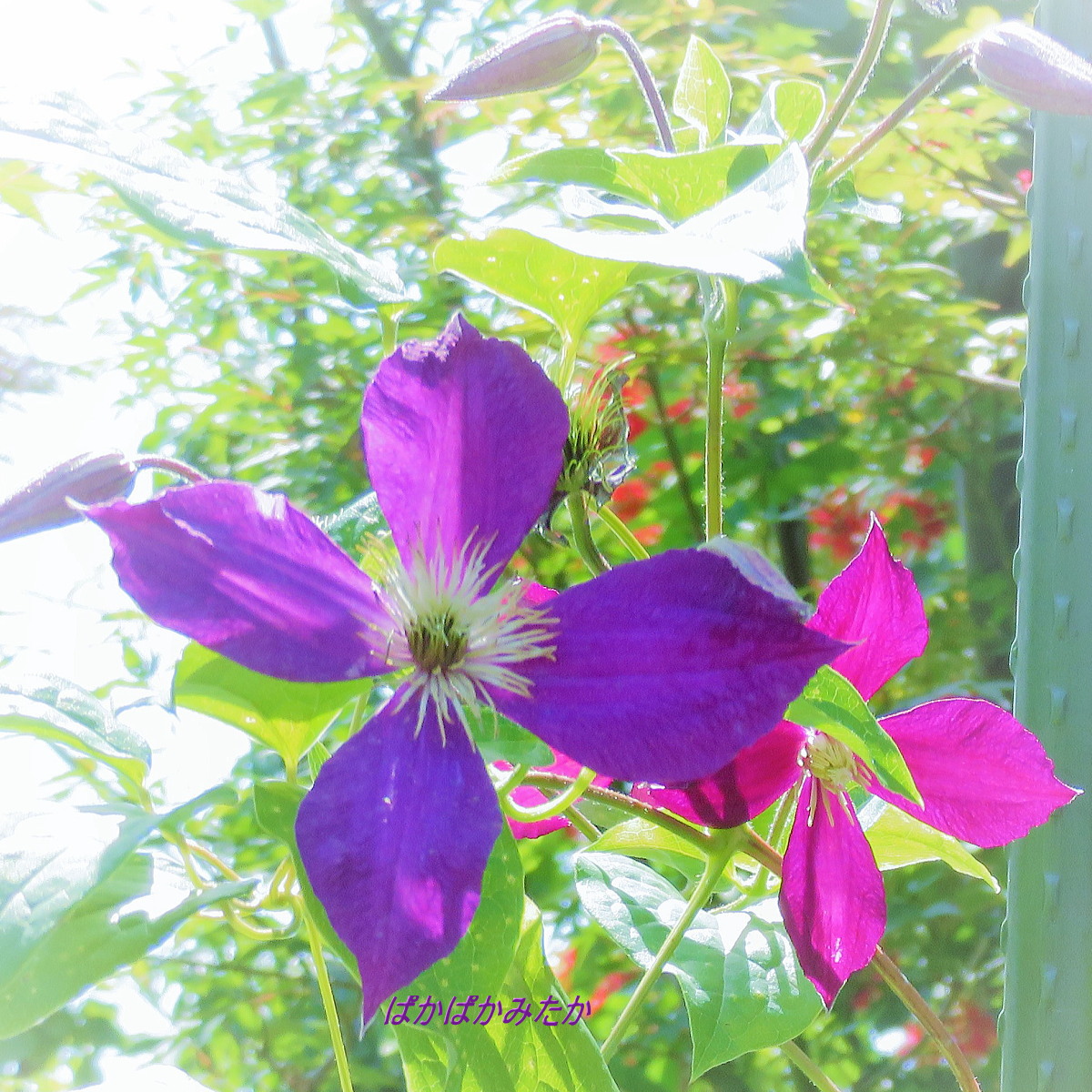 flower31