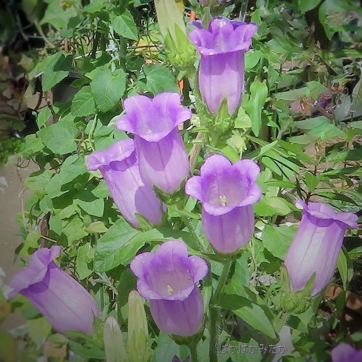 flower32