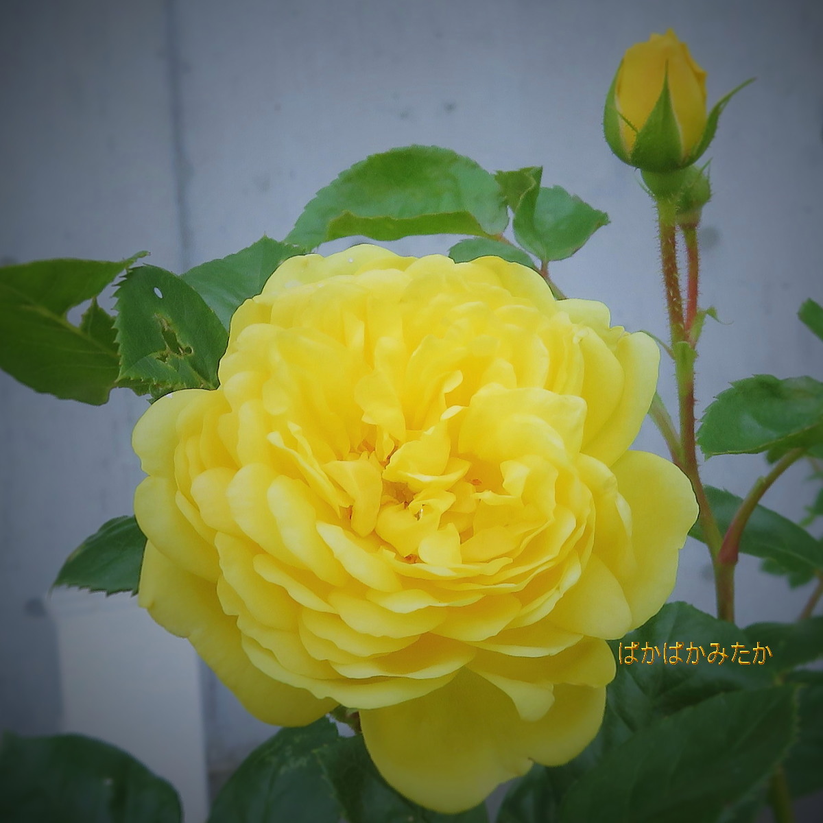 flower33