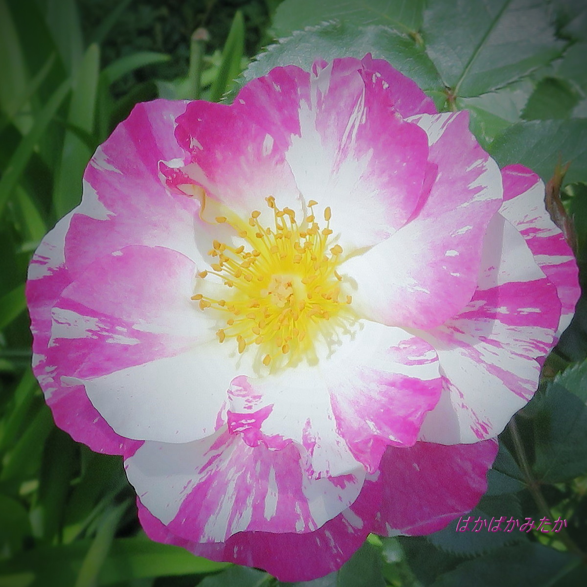 flower34