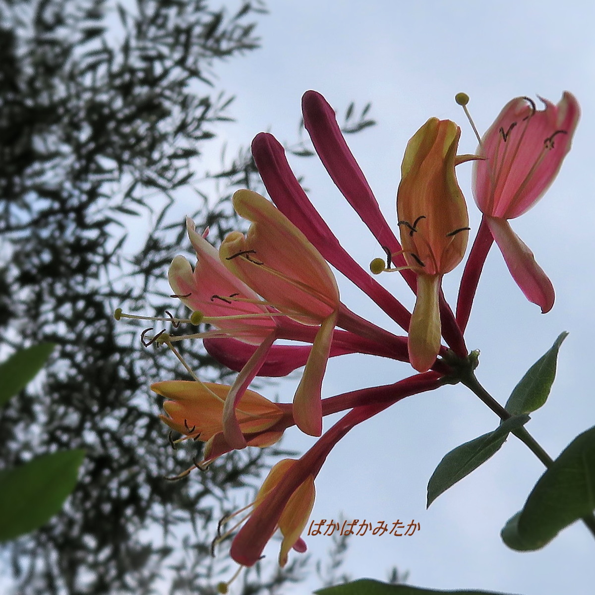 flower35