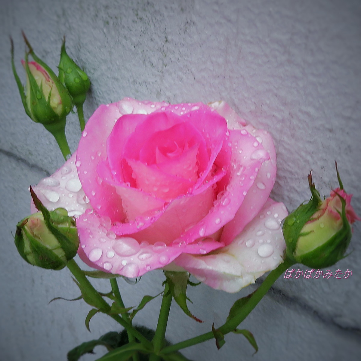 flower36
