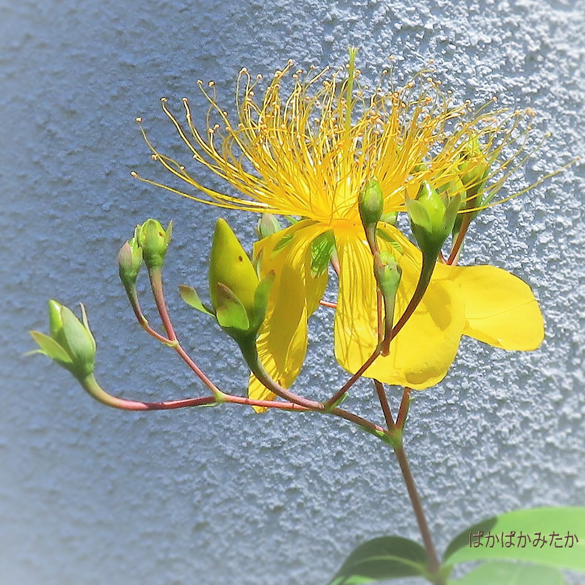 flower37