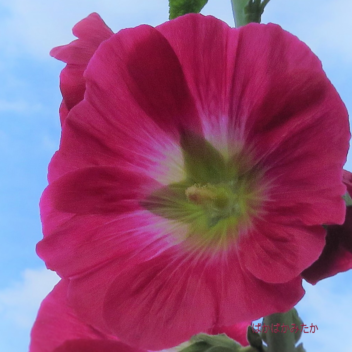 flower38