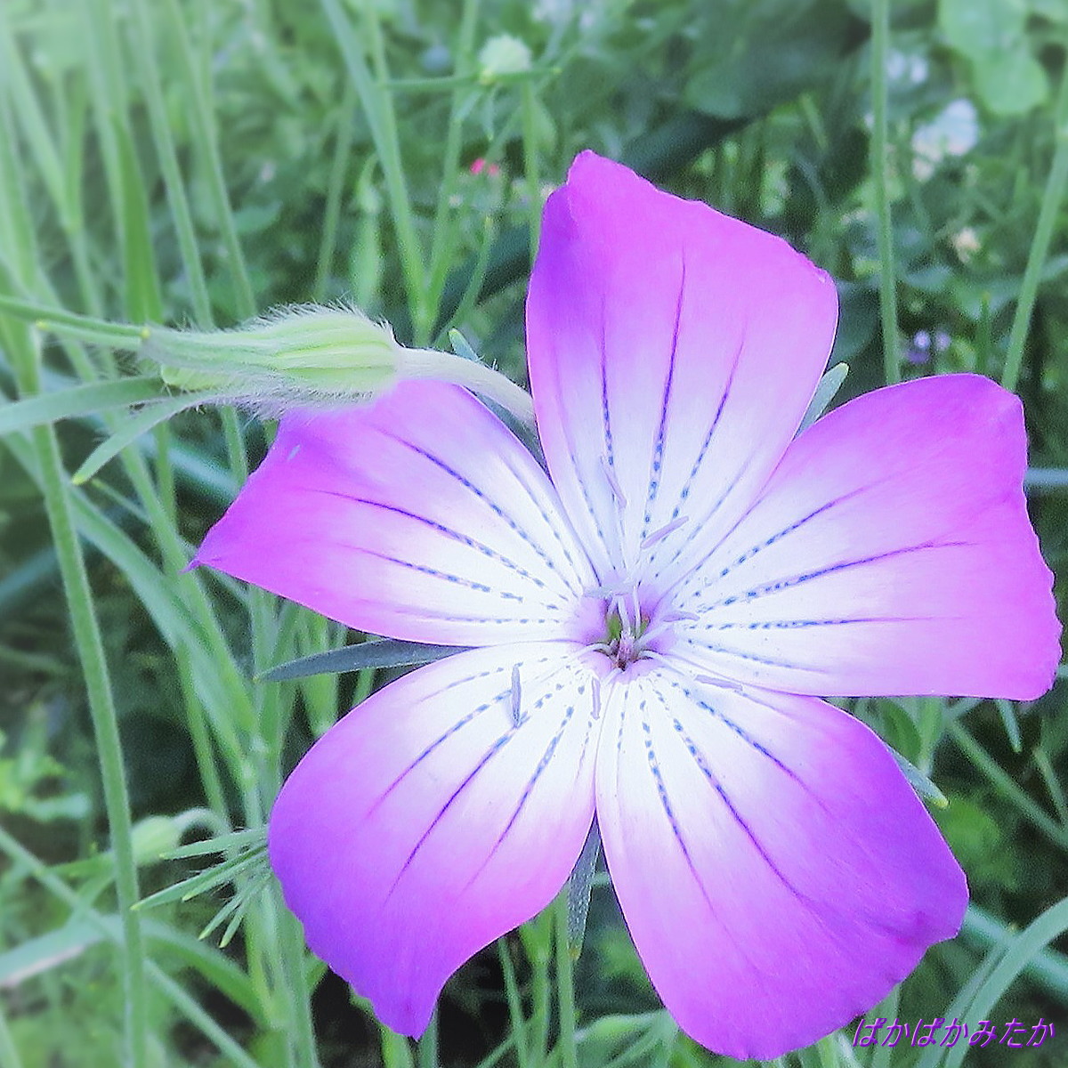 flower39