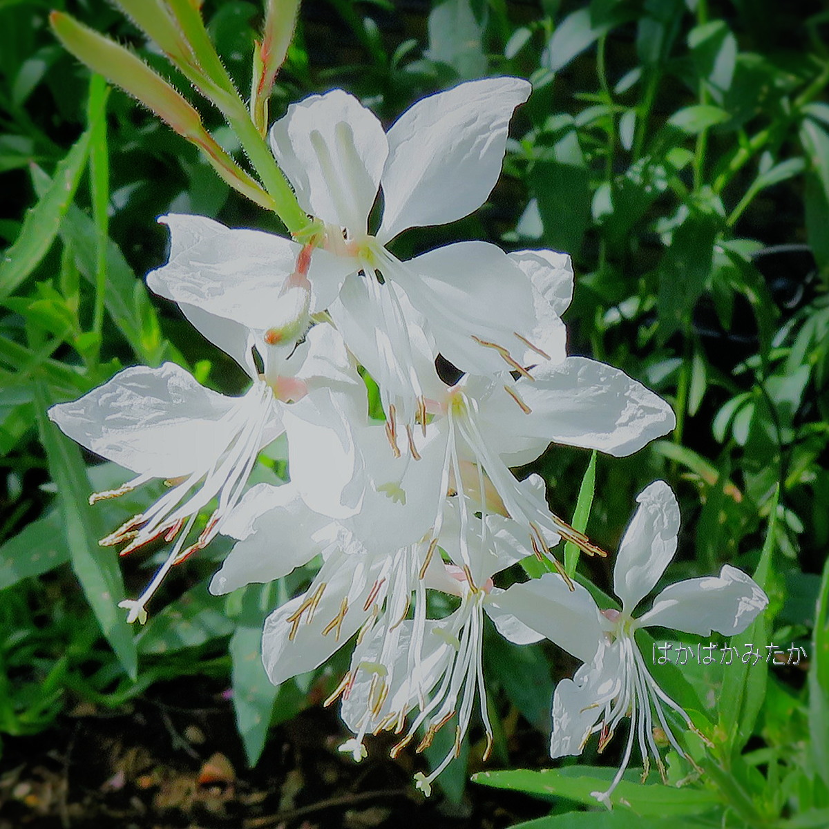flower40
