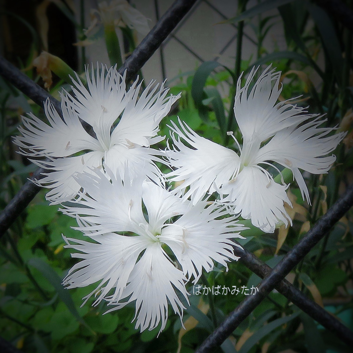flower41