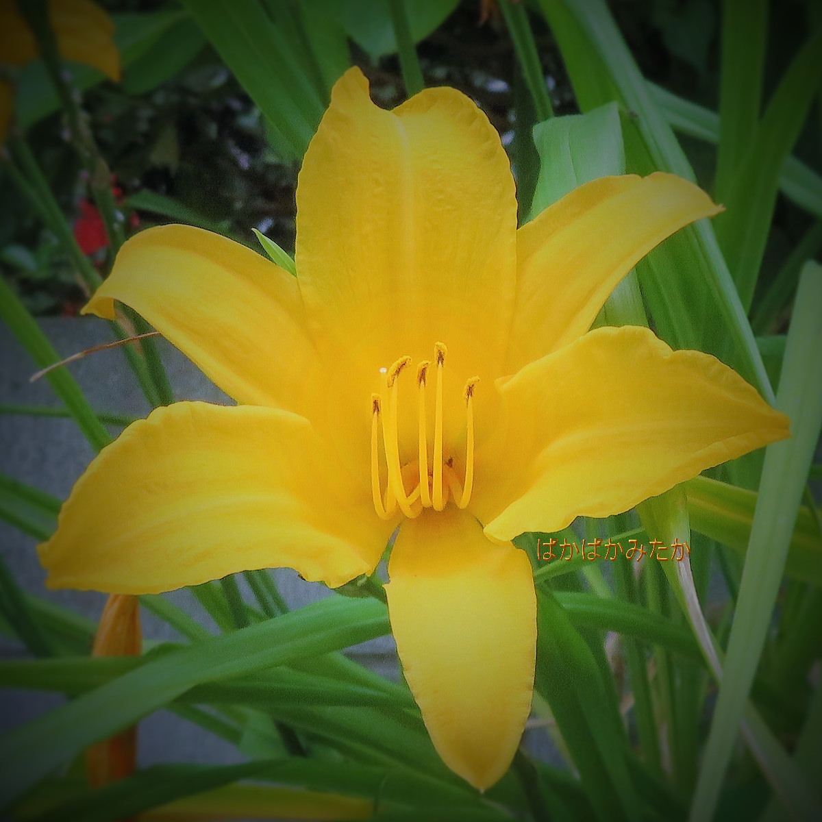flower43