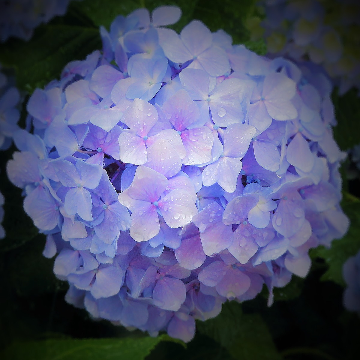 flower44