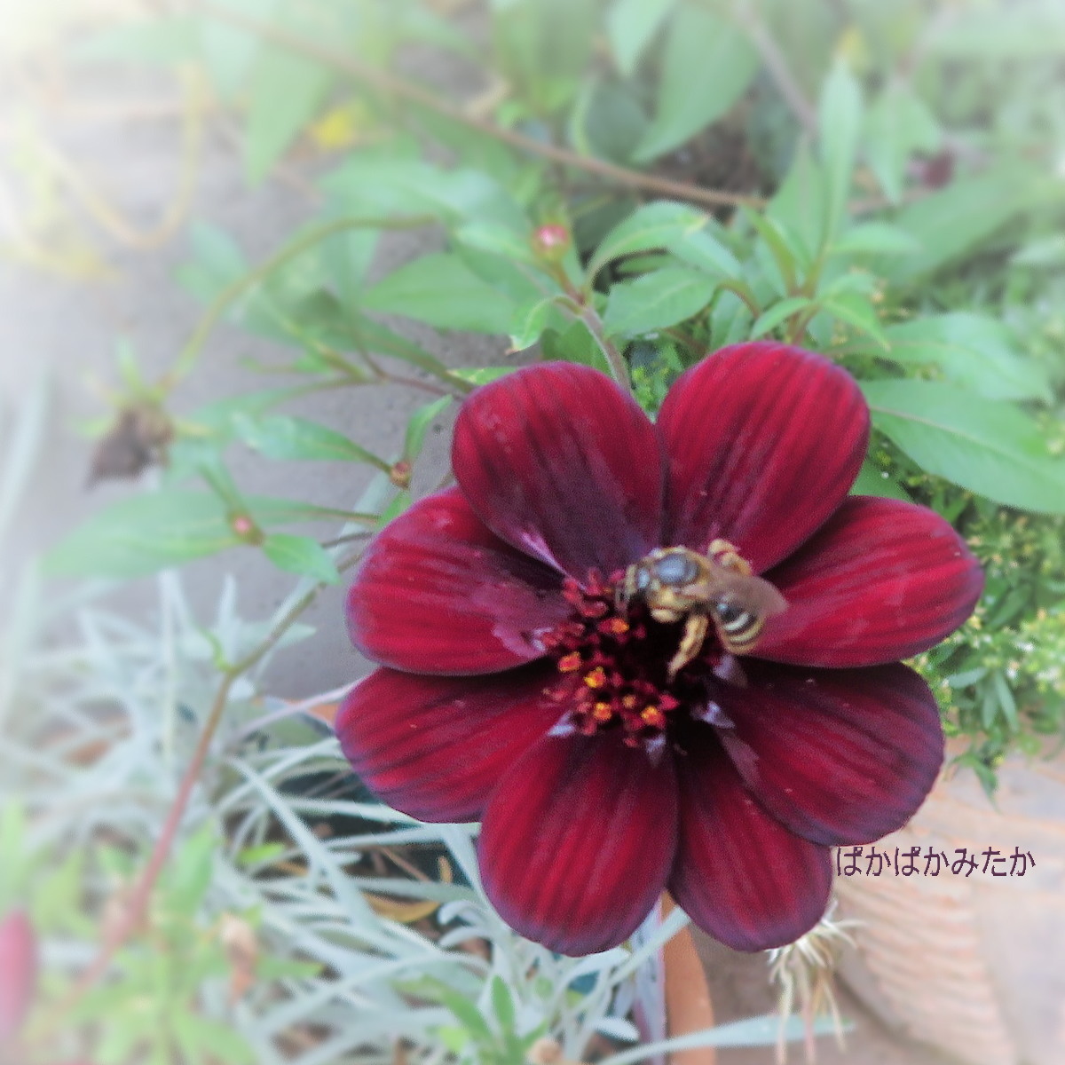 flower45
