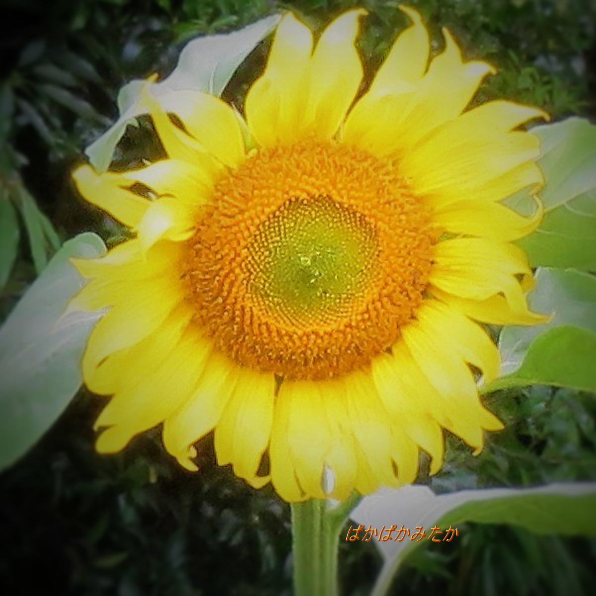 flower46