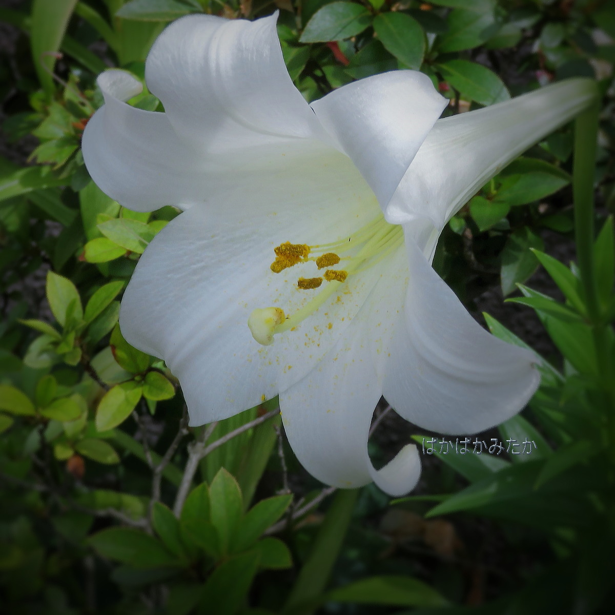 flower47