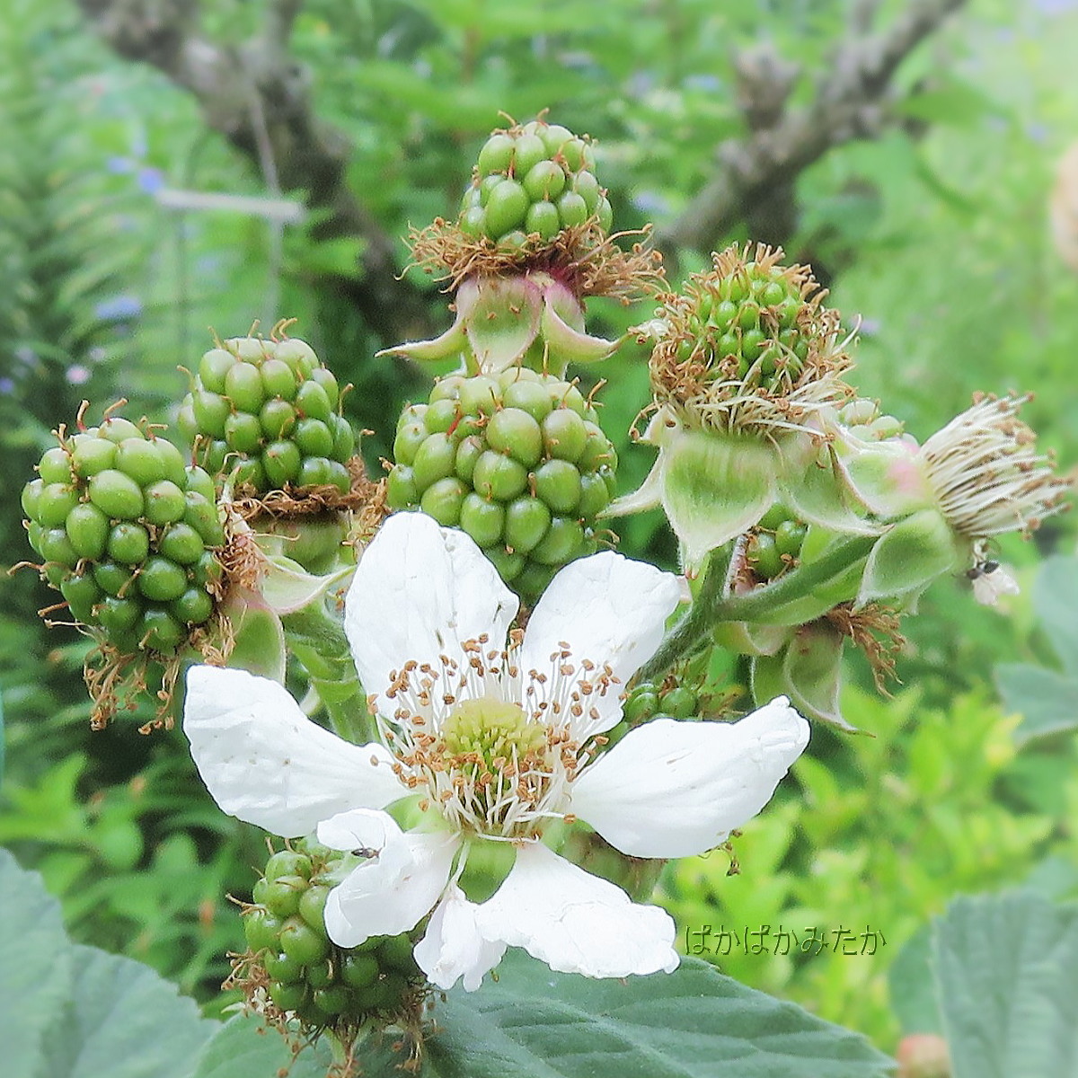 flower48