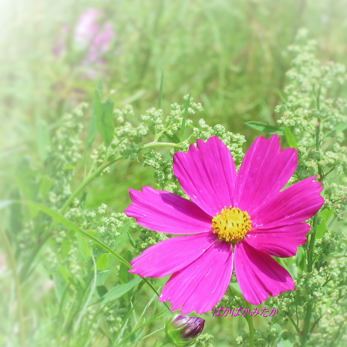 flower49