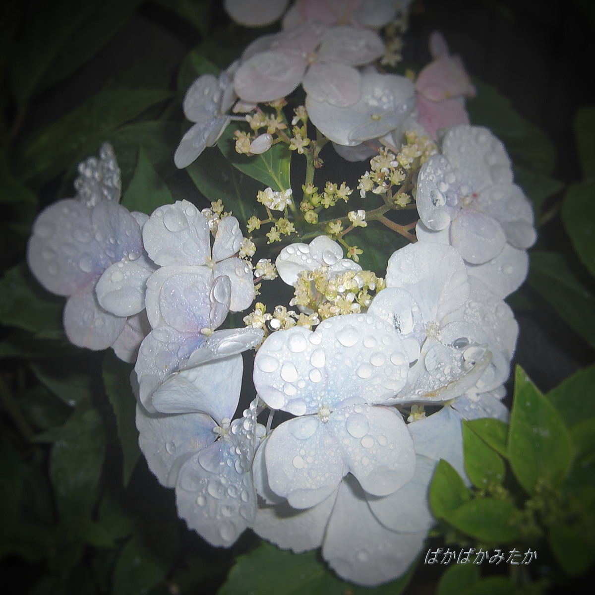 flower50